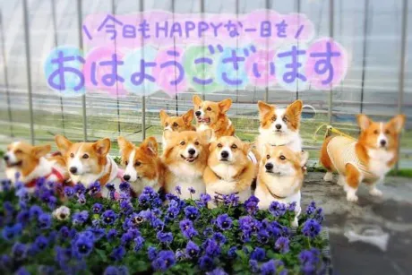 おはよう٩(｡•ω•｡)﻿و﻿/きさき