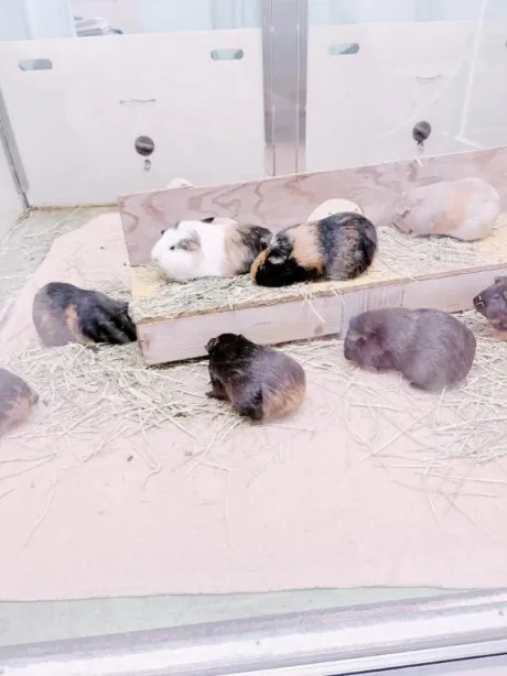 ほなみ白いぽっちゃりさん-仙台店-