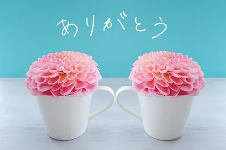 なお奥様メモリアル