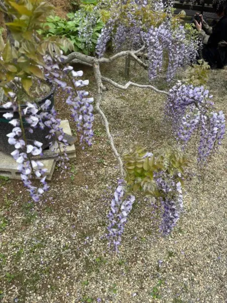 相川（あいかわ）熟女屋本舗