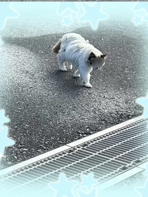 いた！/くるみ 奥様
