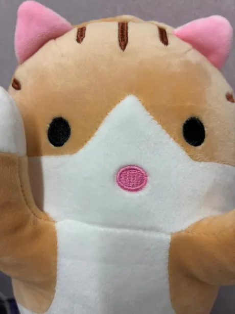 今日は😺猫ばっかりで💦/体験　こい　奥様