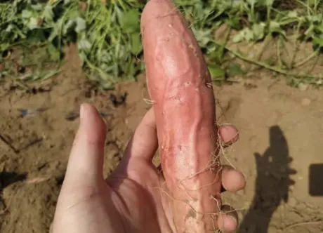 ももはのブログ 出勤のおしらせ