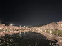 桜まつり🌸/セイナ【弘前】胸と腰のくびれが自慢です