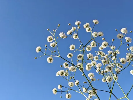 レアキャラまであと.../ことみ【弘前黒石】