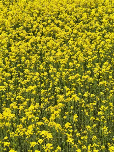 ありがとう/後藤(ごとう)