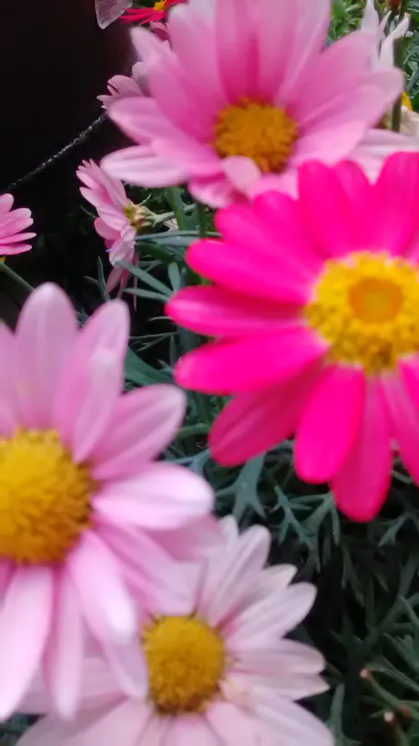 しずか奥鉄オクテツ仙台店（デリヘル市場グループ）