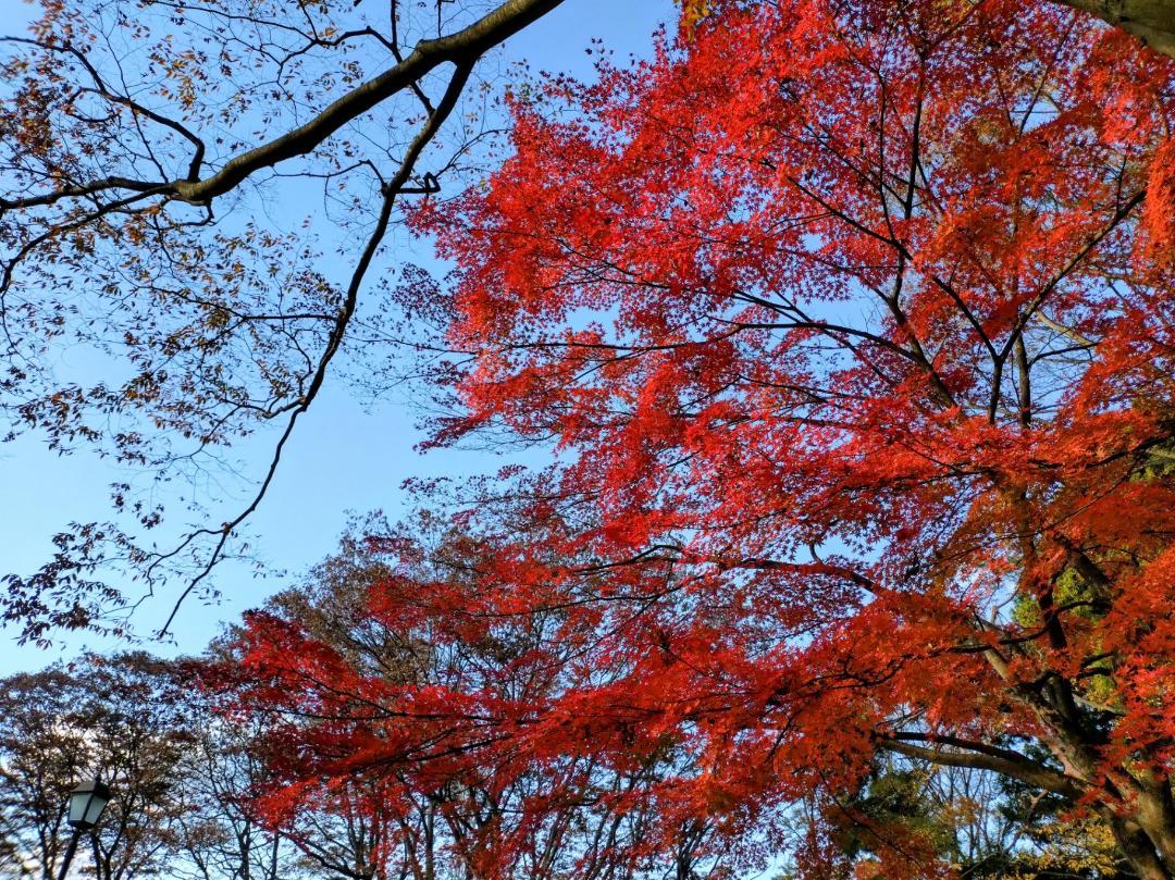 定禅寺通りの、いきものがかり。