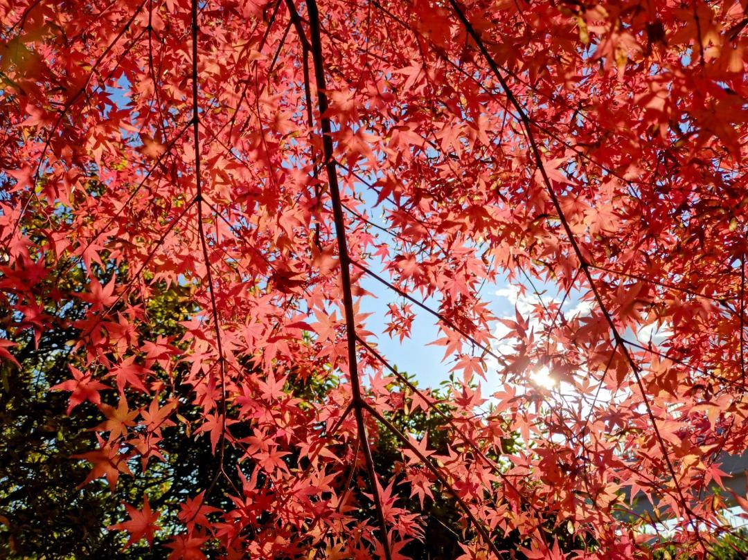 晩秋の、西公園。