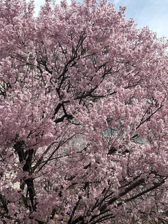 新人あず奥様メモリアル