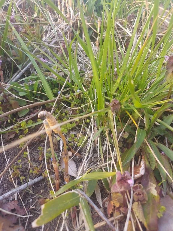 ミナミ人妻生レンタルーNTRー