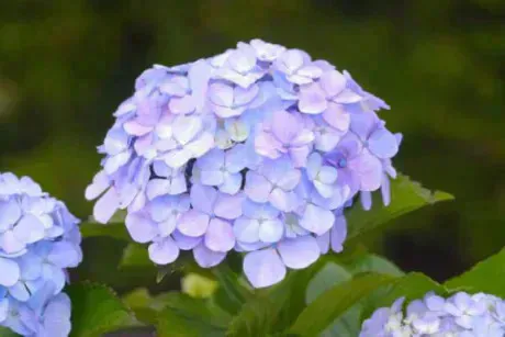 あず奥様メモリアル