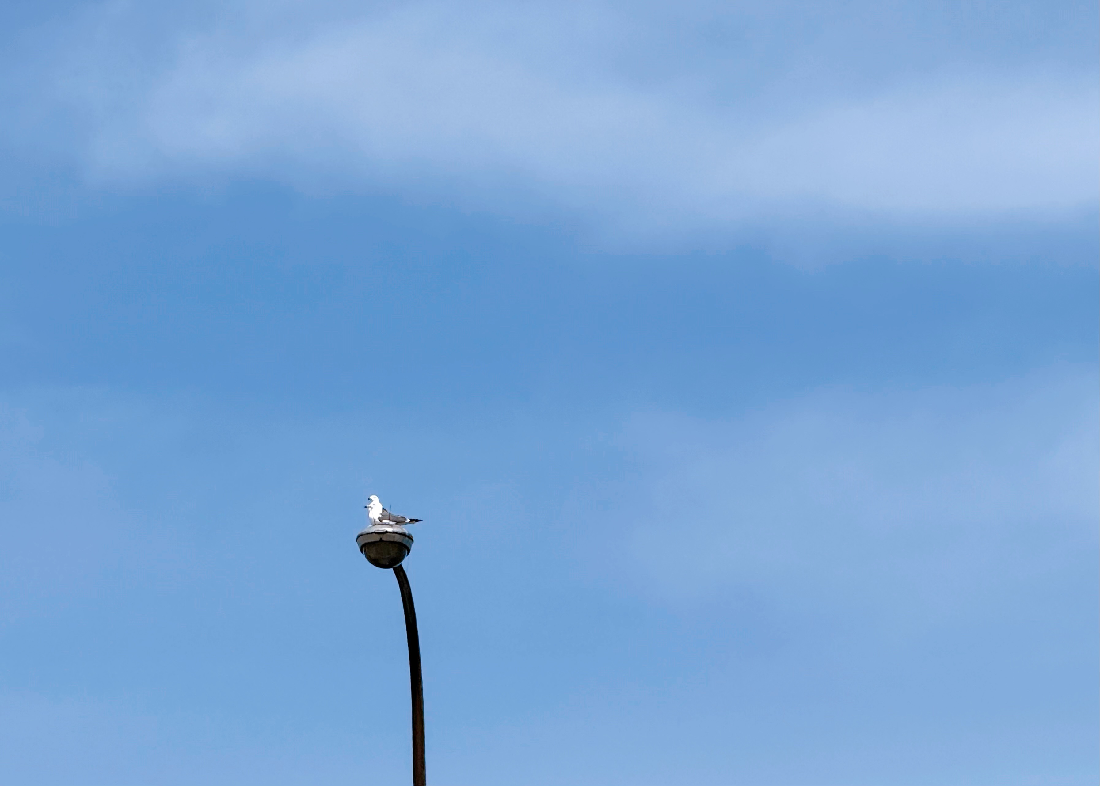 晴天ナリ/ことみ【本日限定青森】