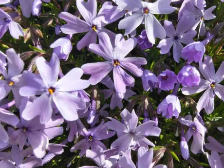 ありがとう/後藤(ごとう)