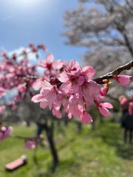 愛海-あいみ-人妻倶楽部　花椿盛岡店