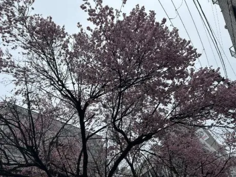 カンナ人妻生レンタルーNTRー