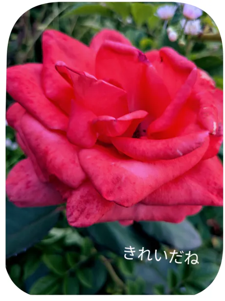 新人みこさん[青森]MIMOSA