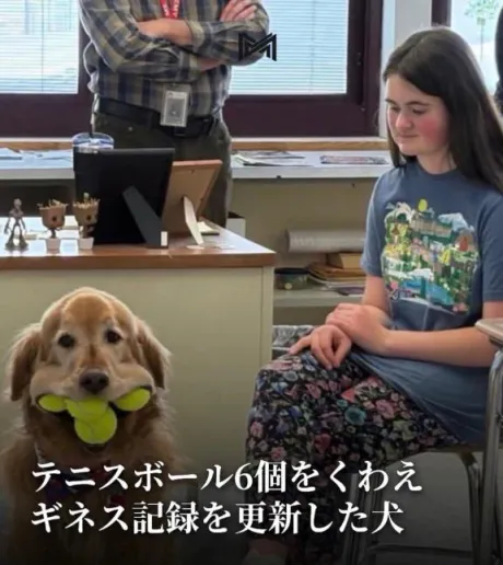 ひよりのブログ 犬派かな🐶🎾