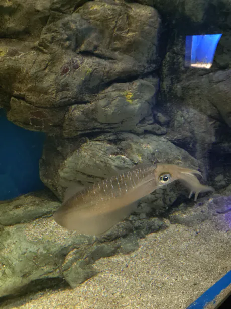 休日/つばさ【弘前黒石】