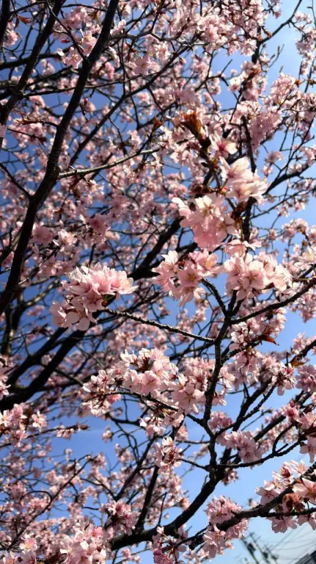 ありがとうございました😻/羽姫-うぶき-