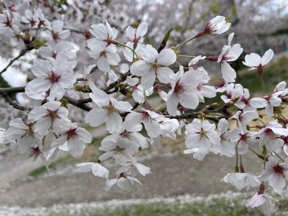 アンDAYTONA-デイトナ-