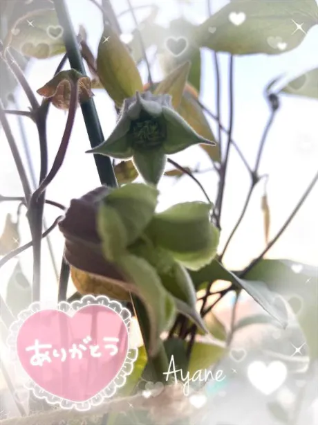 あやね奥様鉄道69　仙台店