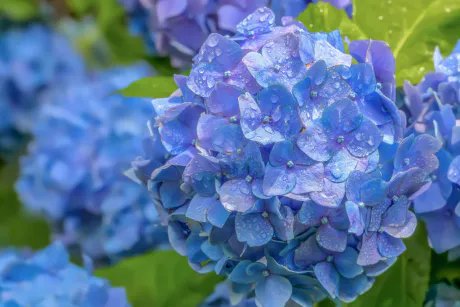 水無月。。。/ことみ