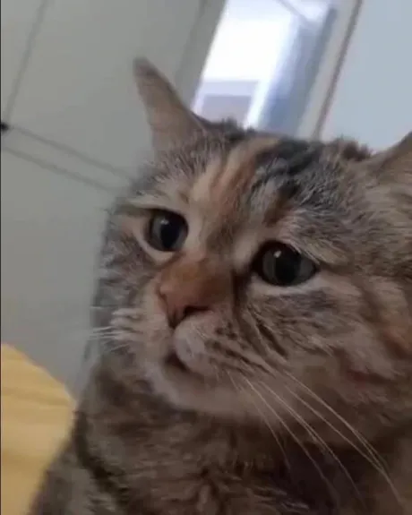 ももな即プレイ専門店　性の極み