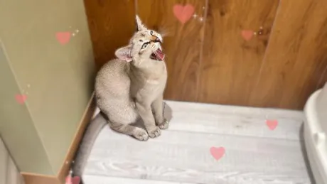 推し活とは🐈/あすみ