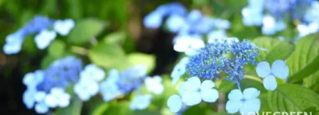 この季節は…/新人　みこと