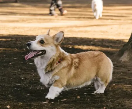 かすみ宮城仙南ちゃんこ
