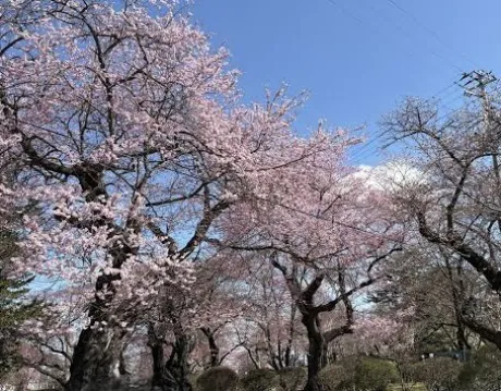 おはようございます🌸/【盛岡】リル