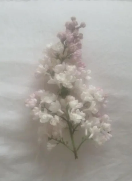 次回🎀