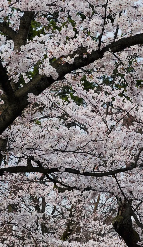 ✨おつかれ様でした🙇‍♀️✨/新人りこ【弘前】