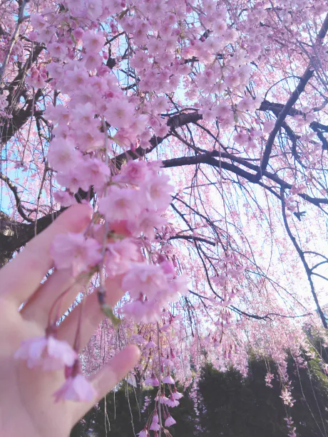 今、お店にいます！/Ｓ嬢　久遠トウカ