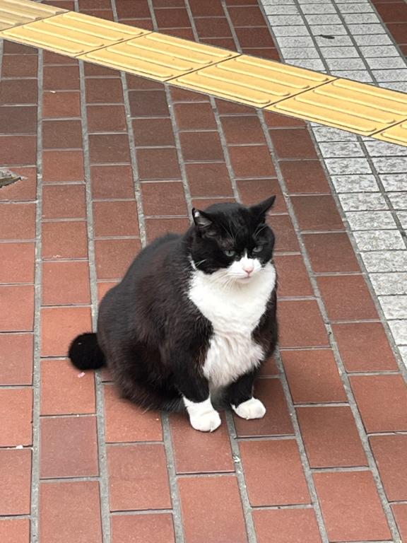 やぽい✨️