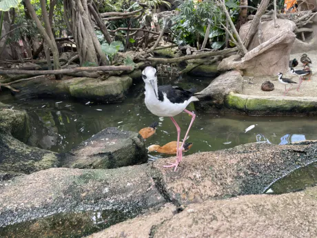 アンのブログ 鳥の様に軽やかに生きたい 