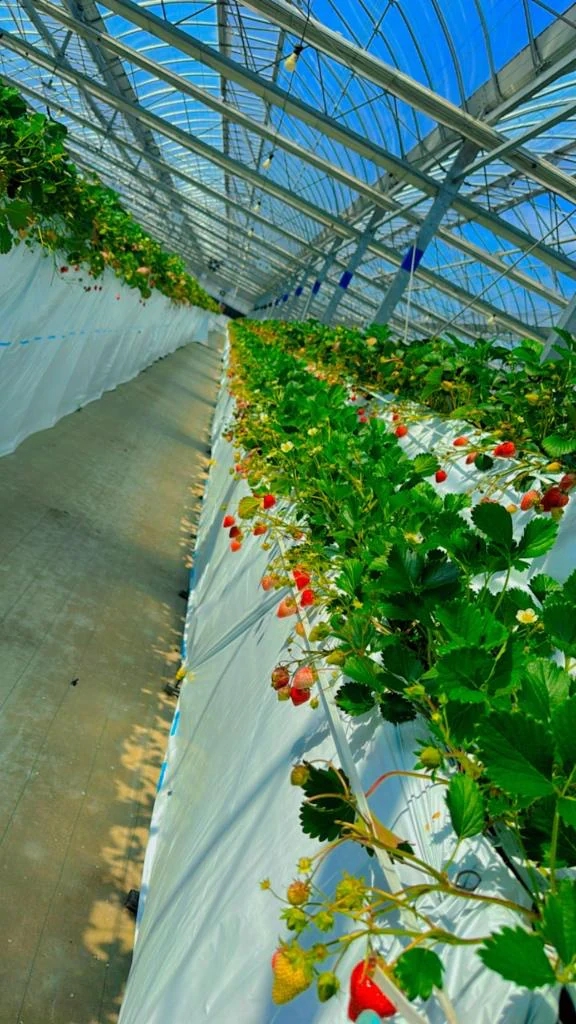 休みの日に。。。🍓