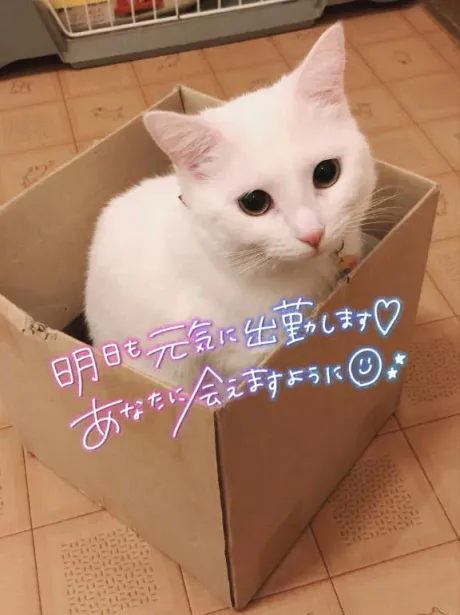 ももな即プレイ専門店　性の極み