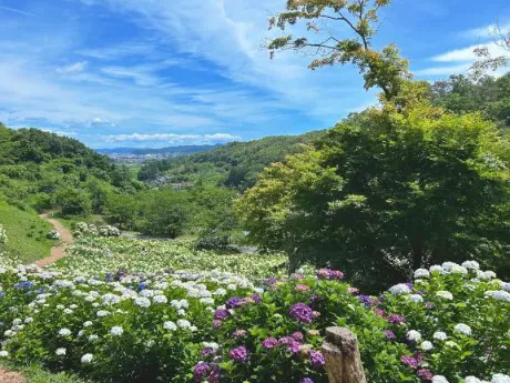 かえで愛 LAND-アイランド-