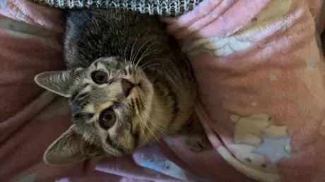 きらら☆天真爛漫Mっ娘大崎・古川デリヘル 激安王