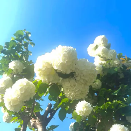 オオデマリ❁︎/みなみ