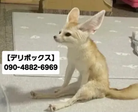 めい (魅惑のEカップ、パイパン嬢)デリボックス