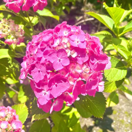 紫陽花の季節/みなみ