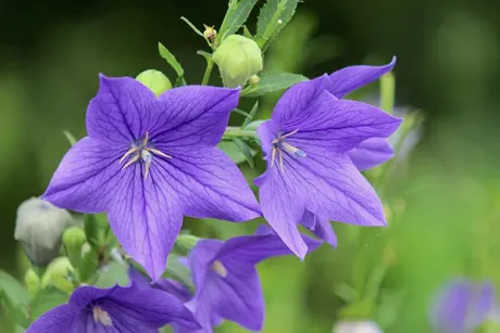 好きな花。。。/ことみ
