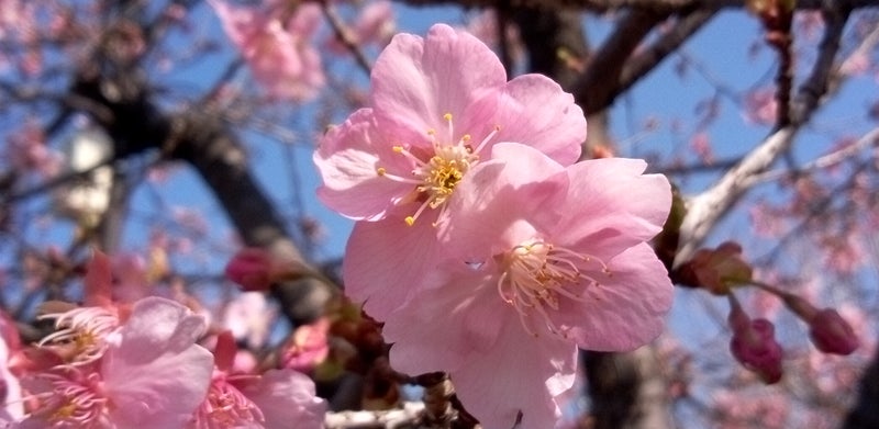 ことみのブログ 明日、出勤いたします。。。