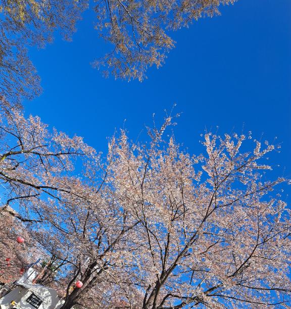 お花見したよっ/もも　奥様