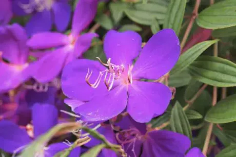 9/25 ノボタン🥀