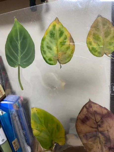 アオイのブログ 小さな幸せ