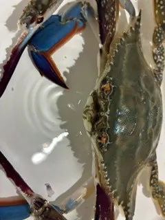リアルっ!